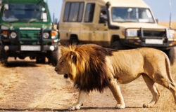 Promotion of Kenya tourism key to its growth