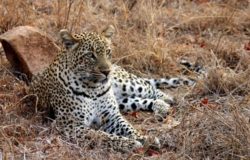 Additional Departures for Jenman African Safaris Intimate Botswana and Zimbabwe Encounter in 2019 & 2020