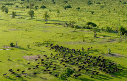 Tanzania to split Selous Game Reserve and establish new national park