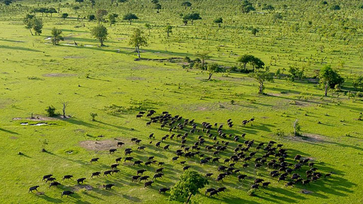 Tanzania to split Selous Game Reserve and establish new national park