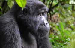 More gorillas in Uganda
