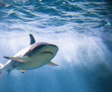 Double Shark Attack: Why did two European tourists in Egypt get eaten?