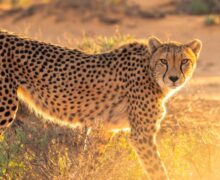 Dozen more cheetahs to be flown to India from South Africa in February