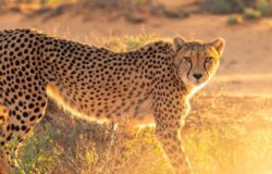 Dozen more cheetahs to be flown to India from South Africa in February