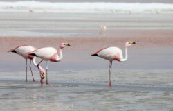 Pink Flamingos Return to Mangystau Region Earlier Than Usual This Year