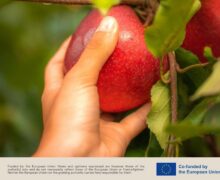 European apples remain a firm favourite with Middle Eastern consumers